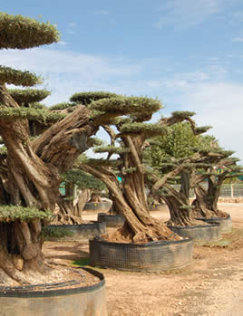 Plantas y árboles