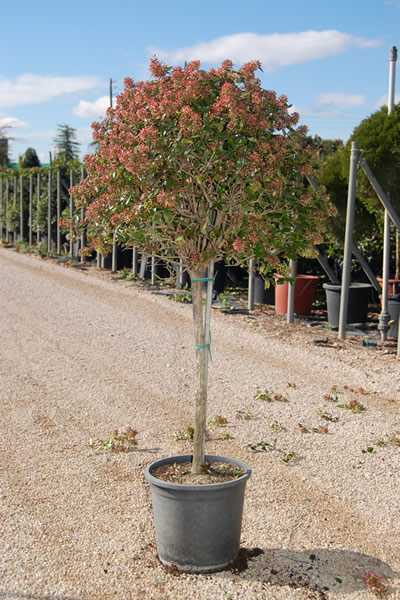 Producción de plantas y árboles | Viveros El Angol | Venta de olivos  bonsáis gigantes, macro olivos bonsáis, cultivo de plantas y árboles  ornamnetales, venta al detalle y al por mayor