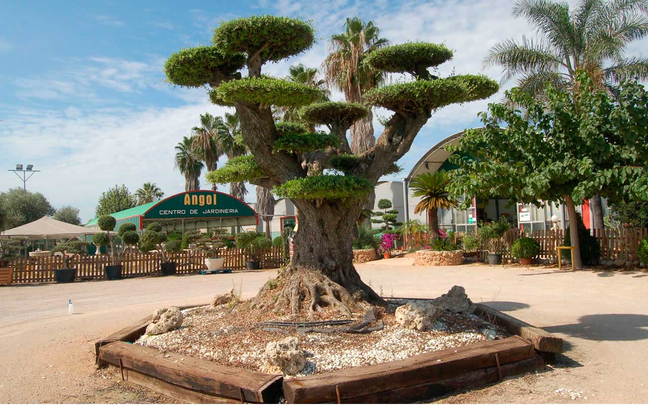 Viveros El Angol | Venta de olivos bonsáis gigantes, macro olivos bonsáis, cultivo de plantas y árboles ornamnetales, venta al y al por mayor